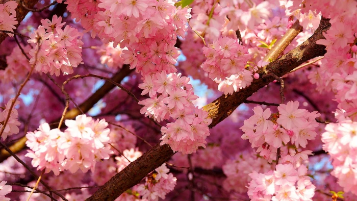 pink flower flowers blossom bloom floral plant garden 2k