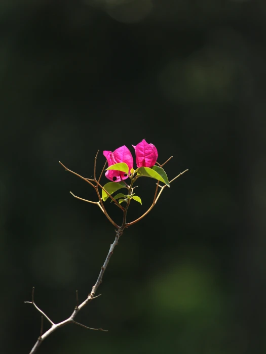 kerala india flower flora rose green leaf yellow mood 2k