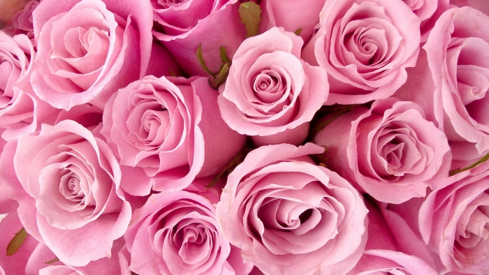 rose bouquet pink flower blossom floral petal love petals 2k