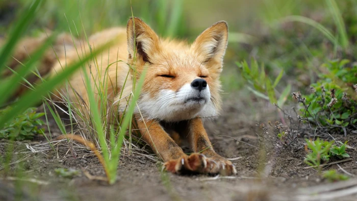 brown fox animals nature stretching animal themes mammal 2k