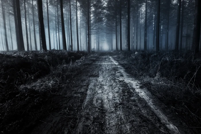 forest trail dark dirt road trees nature land plant woodland 2k