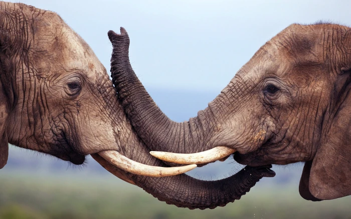 nature animals wildlife elephant animal themes mammal 2k