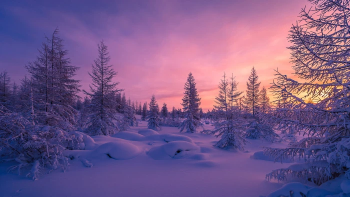 winter snow forest purple sunset trees snowdrift nature 2k