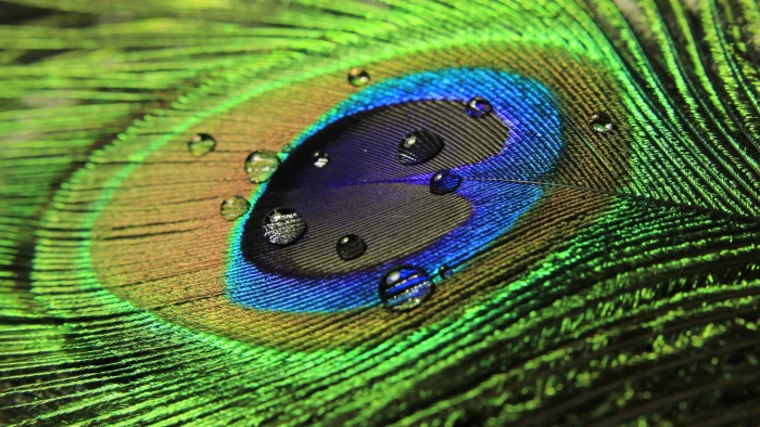 blue and green peacock feather wallpaper multicolored textile 2k
