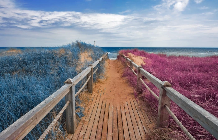 brown wooden pathway surrounded by plants Split Tone Beach 2k