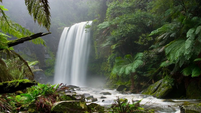 Forest Jungle Waterfall HD waterfalls and green trees nature 2k