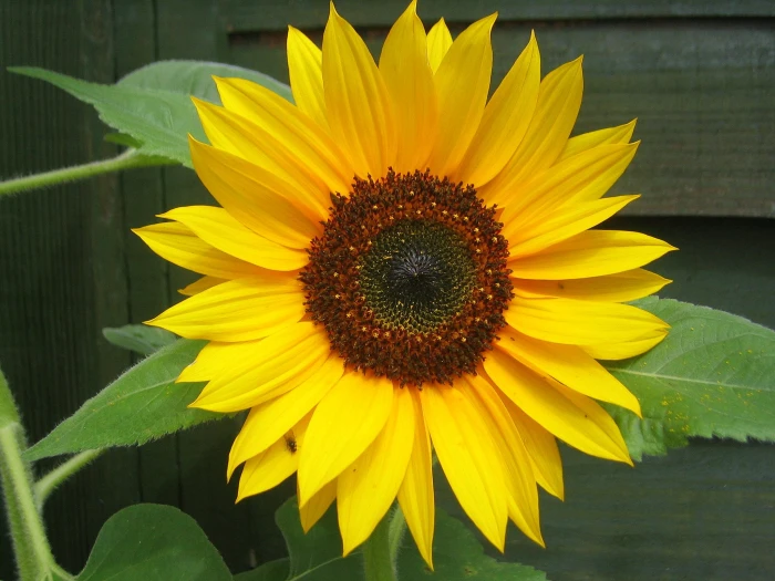 sunflower flowers yellow nature summer agriculture 2k