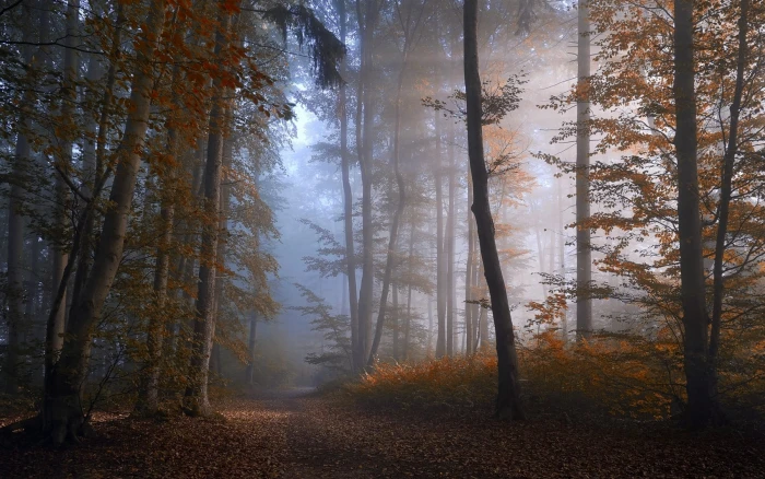 tall trees hallway of brown leaf tree at daytime nature forest 2k
