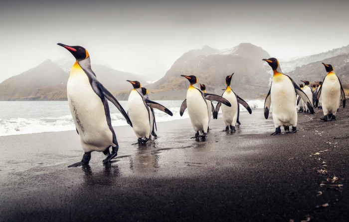 South Georgia king penguins flock of beach 2k