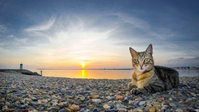 gray tabby cat animals sunset beach stones sky pets domestic 2k