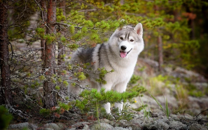 adult white and black Siberian husky Husky animals 2k