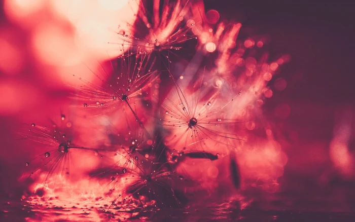 black plant filter macro depth of field nature plants water drops 2k