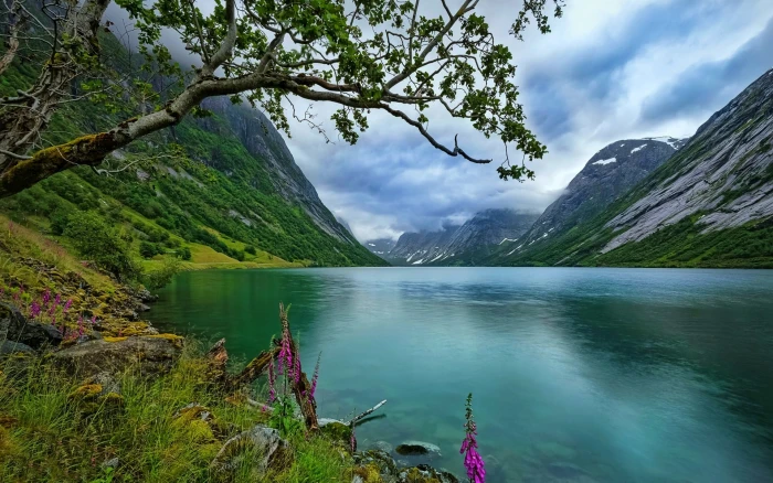blue body of water nature landscape lake wildflowers trees 2k