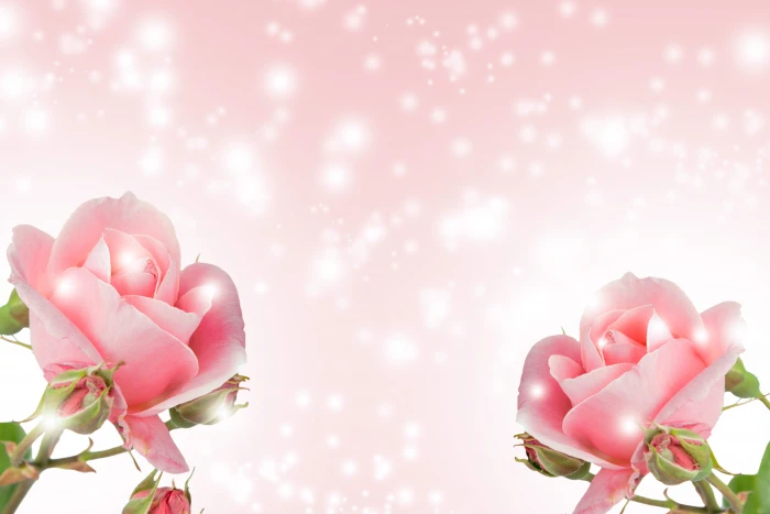 flower background nature romance summer bright love desktop 2k 4k 5k