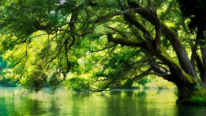 green leafed tree landscape nature river Macedonia forest 2k