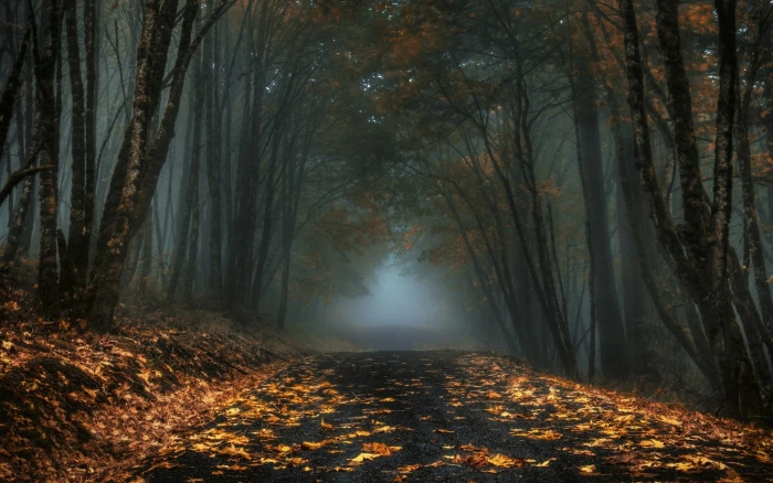 grey asphalt road near brown leaved trees during nighttime 2k