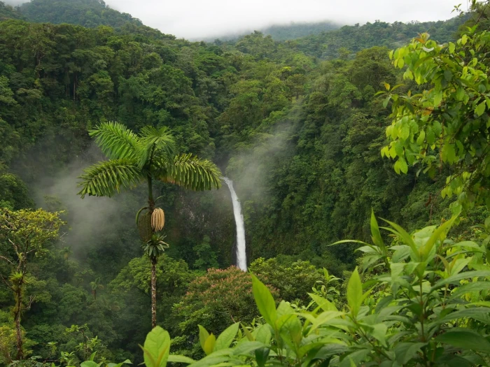 Jungle lush rain forest tropical waterfall trees lpaper 2k