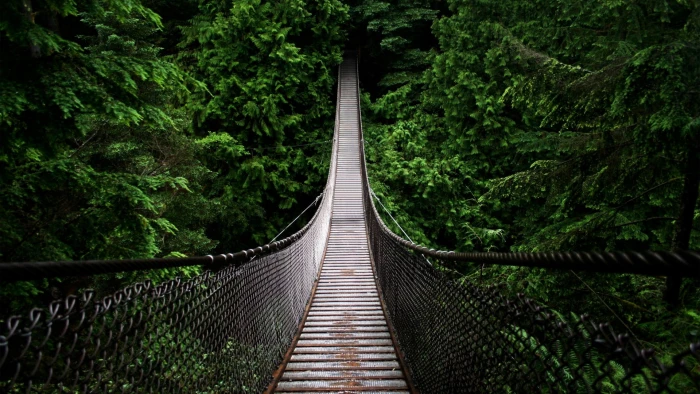 Jungle Nature Trees Forest Bridge Landscape 2k