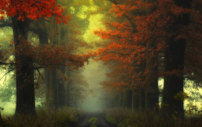red tree painting pathway surrounded trees nature 2k