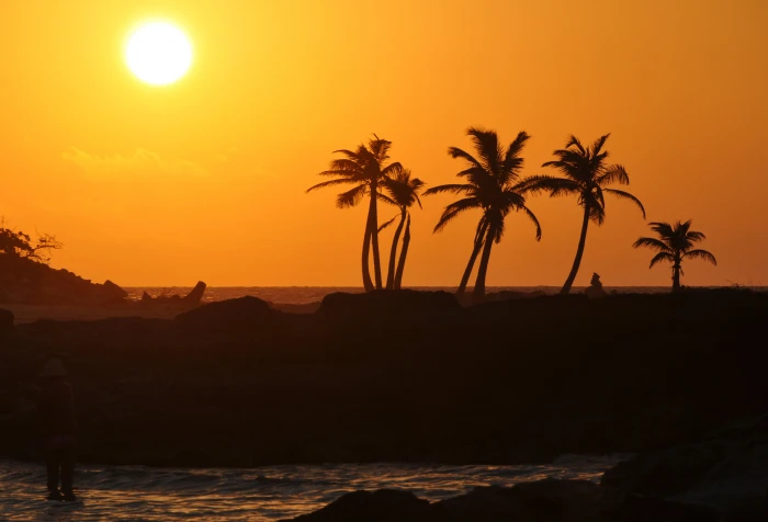 silhouette pine trees during sunset mexico Family Yucatan 2k 4k
