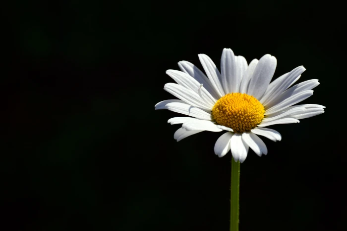 white daisy flower with black background marguerite meadow margerite 2k 4k 5k