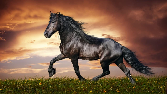 brown and black horse animals clouds cloud sky animal themes 2k