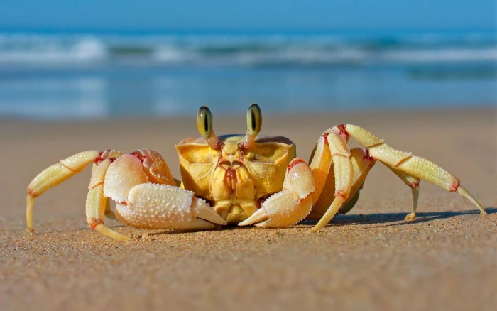 Crab on Beach sand 2k 4k