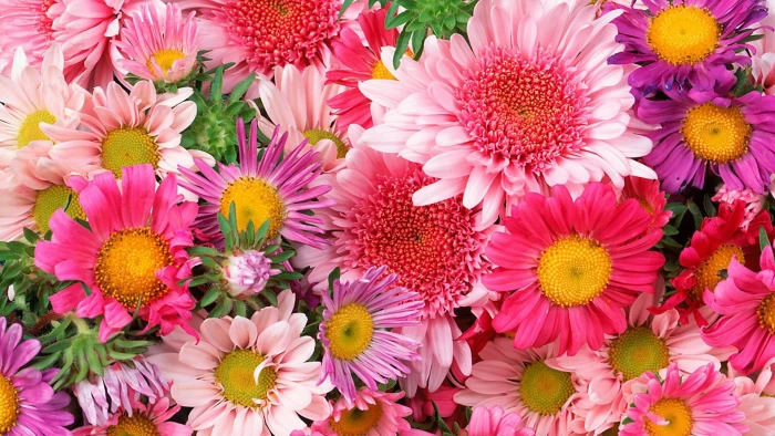 flower pink bloom flowers blossom plant petal bouquet 2k