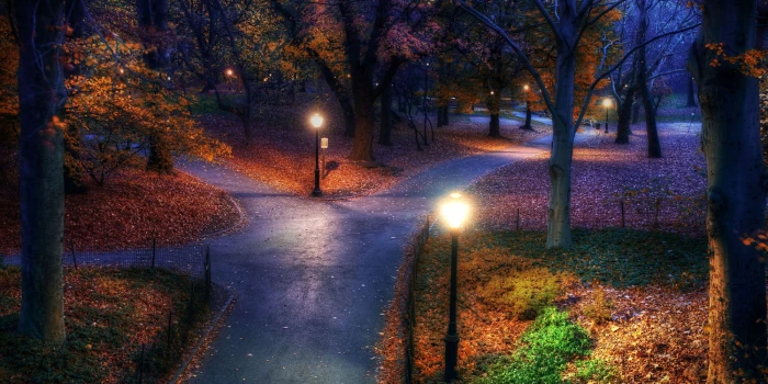 maple leafed plant gray pave road at night fall park New York City 2k