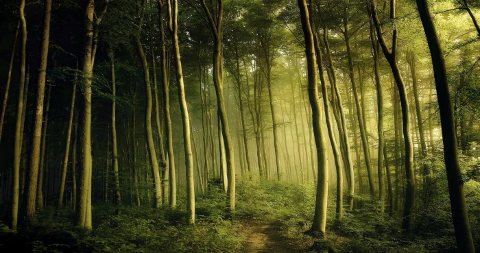 forest trees nature landscape spring mist shrubs green 2k