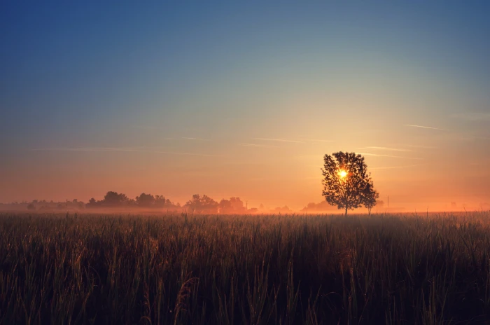 silhouette of tree during sunset Sunrise Thank you morning 2k 4k