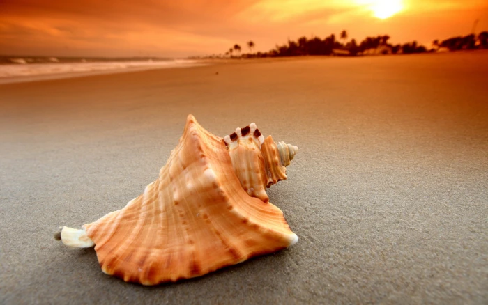 beach sand sunset sea waves nature seashells 2k