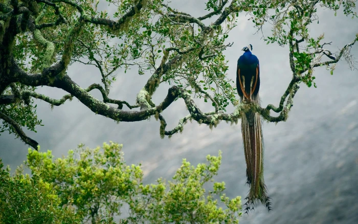 birds peacocks nature animals 2k