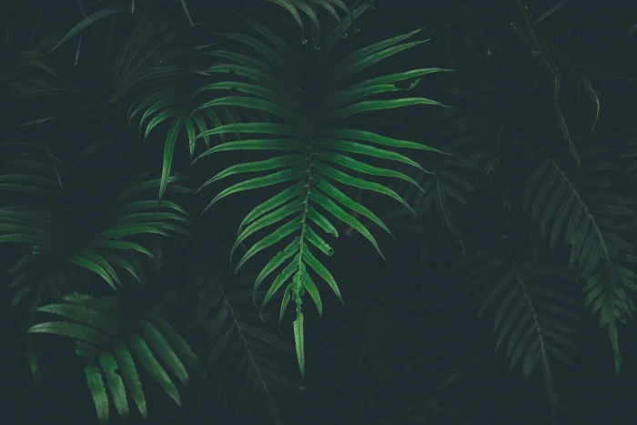 green plant nature leaves plants growth color leaf 2k 4k 5k