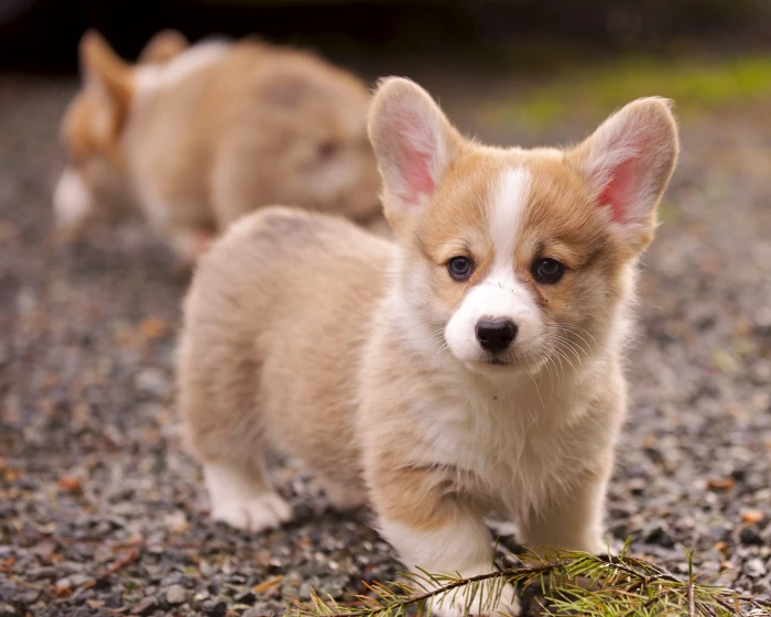 brown and white Corgi puppies on ground during daytime 2k