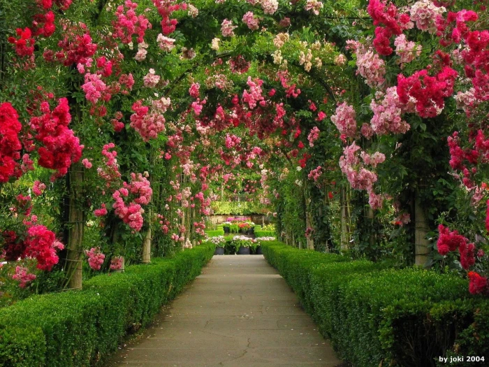 pink and white petaled flowers Man Made Garden Arch Green 2k