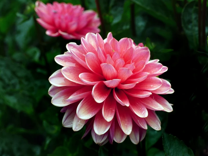 close up photography of pink petal flower dahlia Terracotta 2k