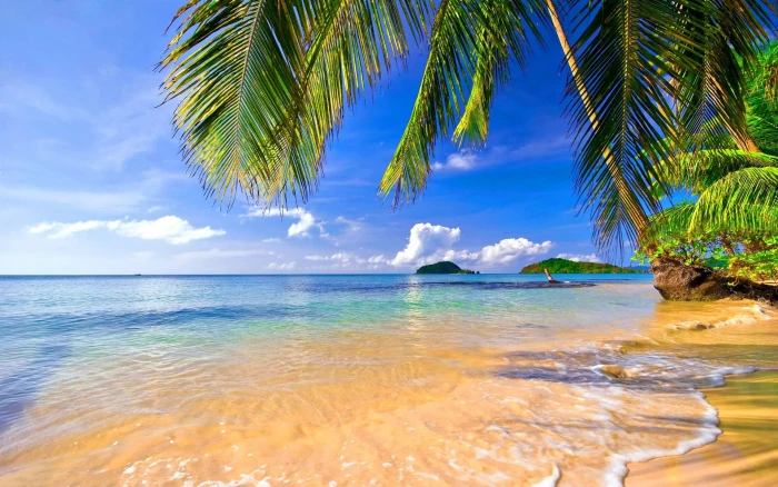 coconut trees near water landscape tropical beach palm 2k