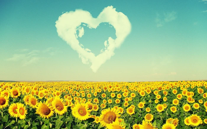 field of sunflowers clouds nature flowering plant beauty in 2k