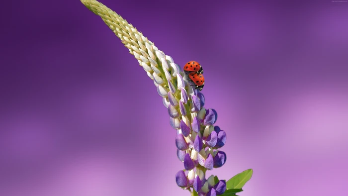 flowers summer ladybird 2k 4k 5k
