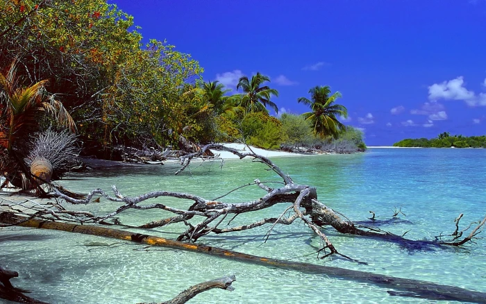 brown tree logs nature landscape deserted Island beach trees 2k