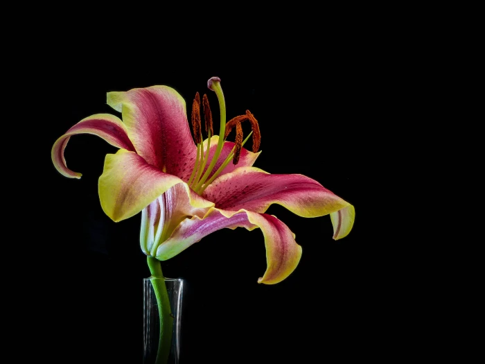 close up photo of a pink and yellow petaled flower in clear vase 2k 4k