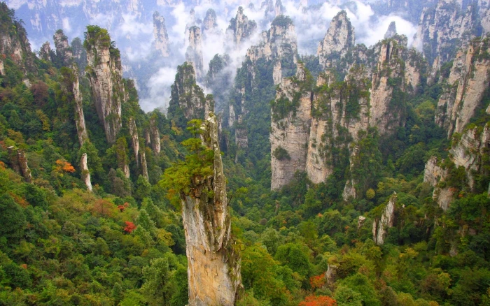 green trees Wulingyuan National Park China forest mountains 2k
