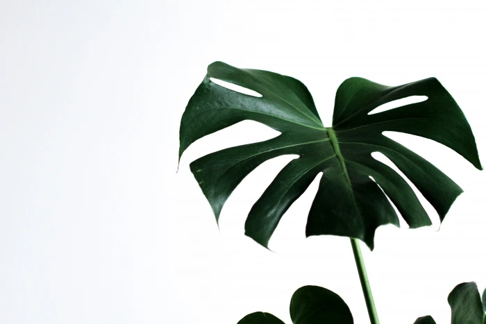 green leafed plant monstera minimal monday 2k 4k 5k