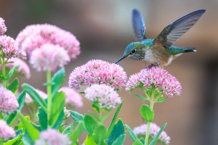 hummingbird perched on pink flower focus photography of green petaled 2k