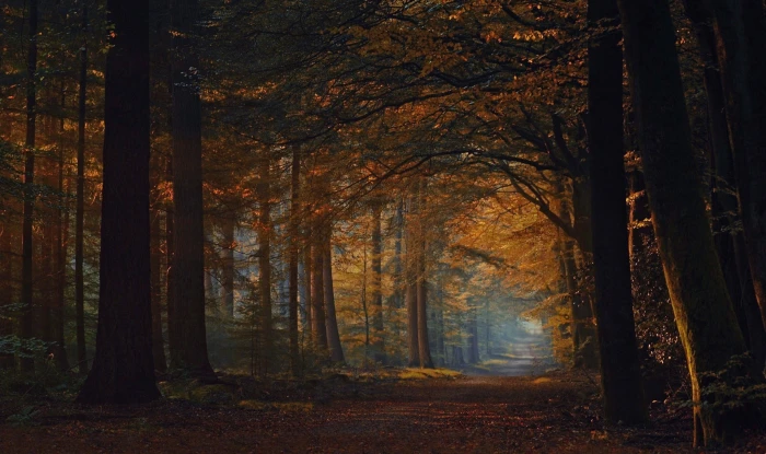 maple leafed trees forest interior fall road shrubs leaves 2k