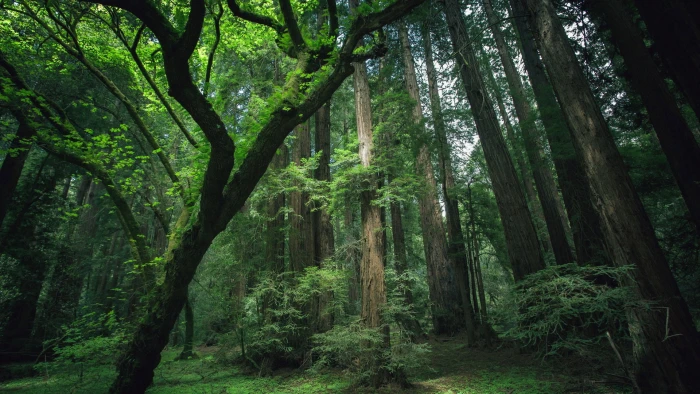 nature tree oak forest landscape rain park summer 2k