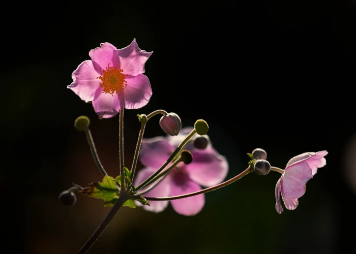 purple flower plant japanese Anemones flowers floral 2k 4k 5k