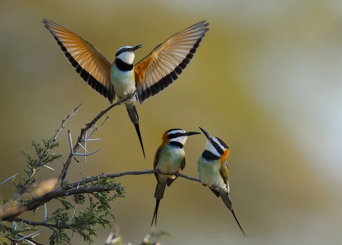 selective focus photography of three birds kenya White Throated Bee Eater 2k