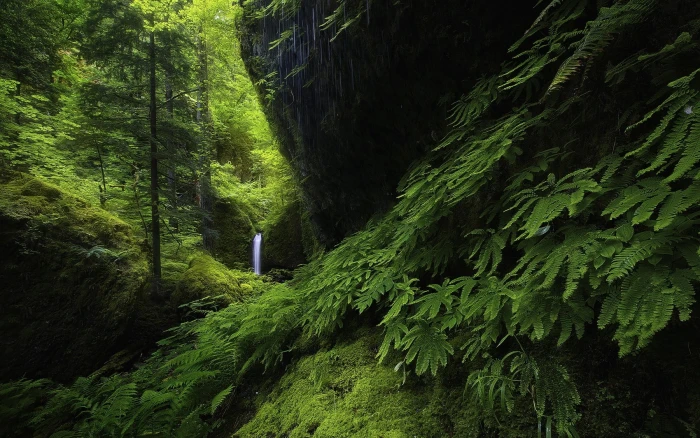 waterfall surrounded by boulders and green trees landscape nature 2k